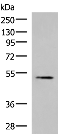 Rabbit Polyclonal Antibody to TUBB2A