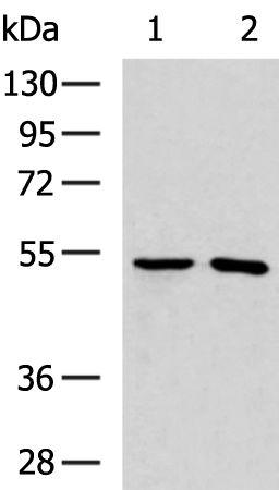 Rabbit Polyclonal Antibody to TRMT12