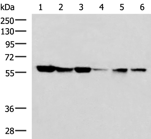 Rabbit Polyclonal Antibody to FKBP4