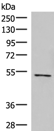 Rabbit Polyclonal Antibody to POLD2