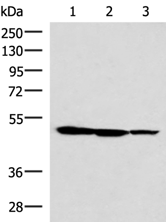 Rabbit Polyclonal Antibody to TTC38