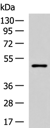 Rabbit Polyclonal Antibody to GPKOW