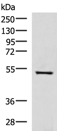 Rabbit Polyclonal Antibody to FDXR