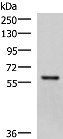 Rabbit Polyclonal Antibody to MYOT