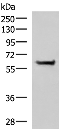 Rabbit Polyclonal Antibody to PPP2R1A