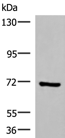 Rabbit Polyclonal Antibody to PAPSS2