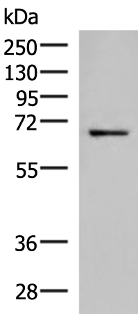 Rabbit Polyclonal Antibody to GSPT2