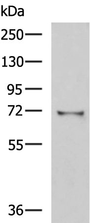 Rabbit Polyclonal Antibody to GSTCD