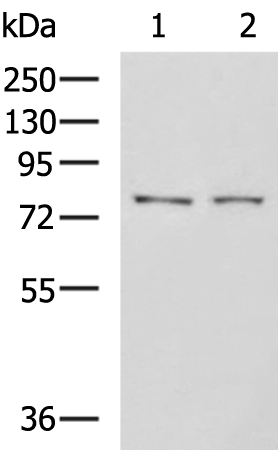 Rabbit Polyclonal Antibody to GPCPD1