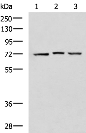 Rabbit Polyclonal Antibody to DHX58
