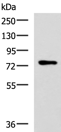 Rabbit Polyclonal Antibody to L3MBTL2
