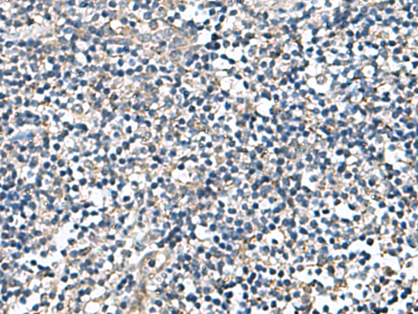 Rabbit Polyclonal Antibody to DPY19L3