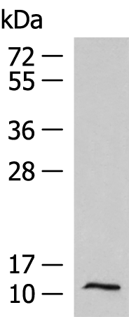 Rabbit Polyclonal Antibody to PCBD1