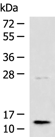 Rabbit Polyclonal Antibody to TMEM141