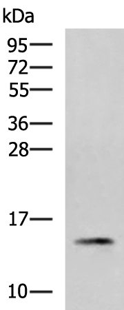 Rabbit Polyclonal Antibody to PHPT1