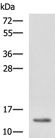 Rabbit Polyclonal Antibody to HBZ