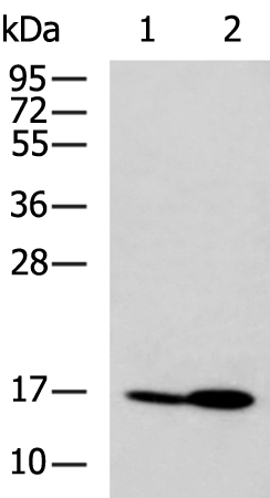 Rabbit Polyclonal Antibody to PDE6D