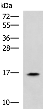 Rabbit Polyclonal Antibody to RPS14