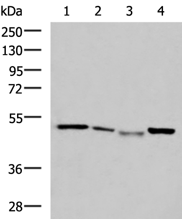 Rabbit Polyclonal Antibody to NFS1