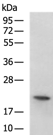 Rabbit Polyclonal Antibody to RAB18