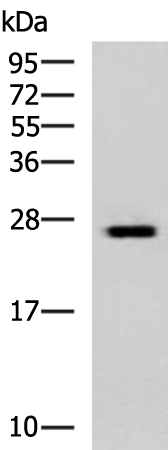 Rabbit Polyclonal Antibody to GINS3
