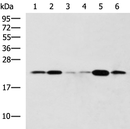 Rabbit Polyclonal Antibody to TMED10
