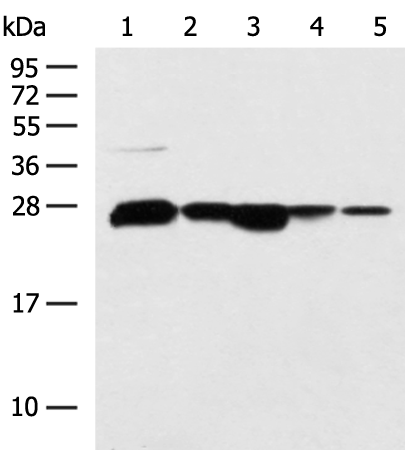 Rabbit Polyclonal Antibody to CCDC134