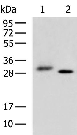 Rabbit Polyclonal Antibody to ITM2C
