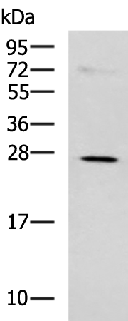 Rabbit Polyclonal Antibody to NQO2
