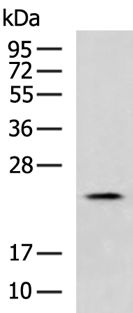 Rabbit Polyclonal Antibody to SH3BGR
