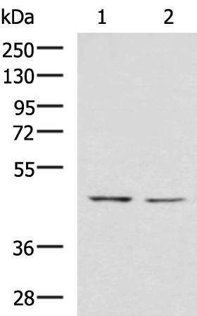 Rabbit Polyclonal Antibody to LFNG