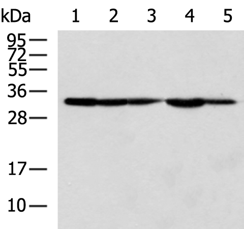 Rabbit Polyclonal Antibody to STX6