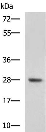 Rabbit Polyclonal Antibody to DHRS2