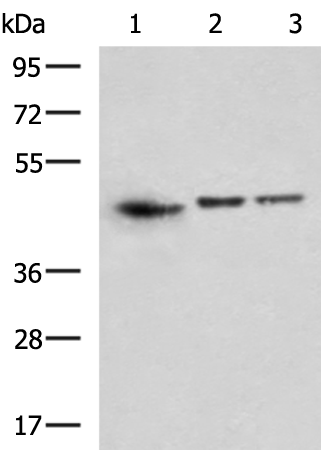 Rabbit Polyclonal Antibody to CMAS