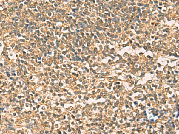 Rabbit Polyclonal Antibody to THG1L