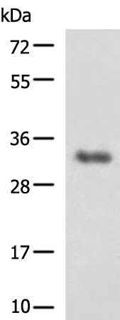 Rabbit Polyclonal Antibody to F11R