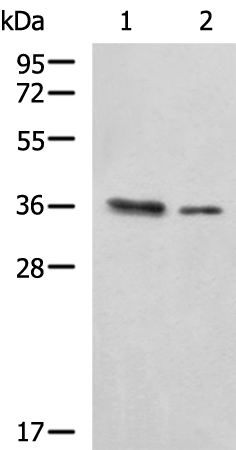 Rabbit Polyclonal Antibody to PDCL