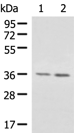 Rabbit Polyclonal Antibody to AIMP1