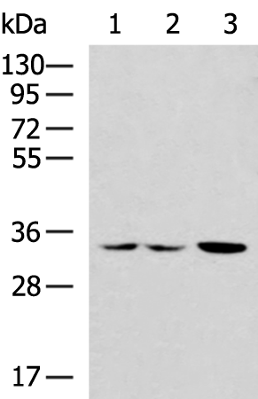Rabbit Polyclonal Antibody to PRKRA