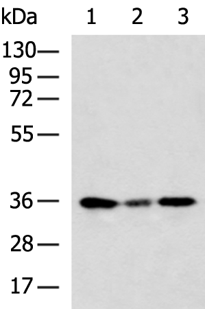 Rabbit Polyclonal Antibody to PYCR2
