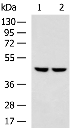 Rabbit Polyclonal Antibody to PTPA