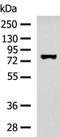 Rabbit Polyclonal Antibody to SSH3