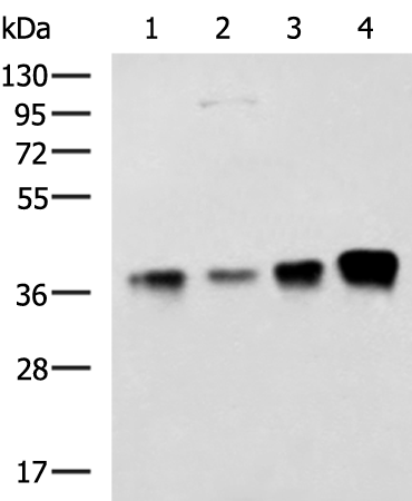 Rabbit Polyclonal Antibody to THOC3