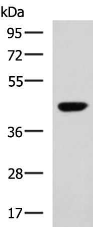 Rabbit Polyclonal Antibody to RAPSN