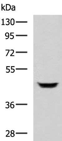 Rabbit Polyclonal Antibody to CYTIP