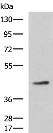 Rabbit Polyclonal Antibody to ARPC1B