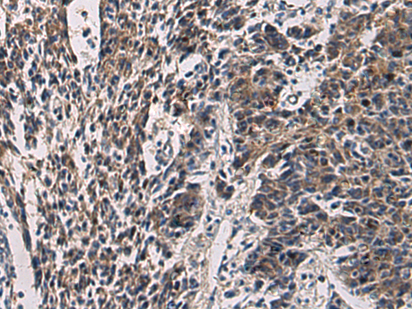 Rabbit Polyclonal Antibody to CCNI