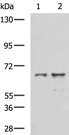 Rabbit Polyclonal Antibody to GPD2