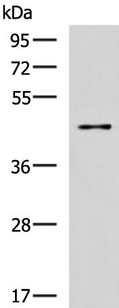 Rabbit Polyclonal Antibody to SLC30A3