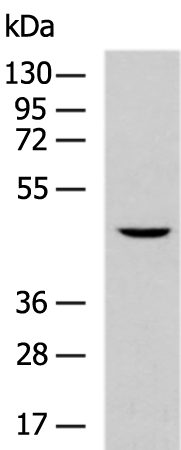 Rabbit Polyclonal Antibody to PIPOX